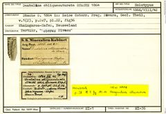 Karteikarte zum Holotyp von Dentalina obliquesuturata Stache, 1864